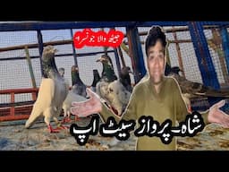 اصلی اور نسلی دیسی جونسرے شاہ پرواز کبوتر جیٹھ کی گرمی کے بادشاہ