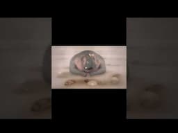 Coco Pops Hippo Advert (2008) #cereal #breakfast  #nostalgia #kelloggs #lion #map #cartoon