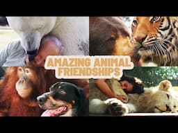 Animal Adventures: Unveiling Unlikely Animal Friendships
