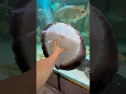 Monster stingray #aquariumfish #fish #stingray
