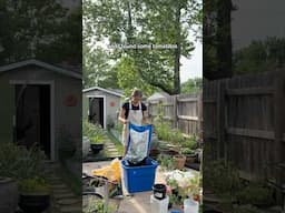 Dealing with herbicide drift in my garden! #growyourownfood #backyardhomestead #organicgardening