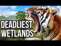Ranking 5 Of The Deadliest Wetlands In The World Based On Their Wildlife