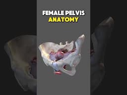 Female Pelvis Anatomy: 3d human body anatomy #medicalanimation #anatomy
