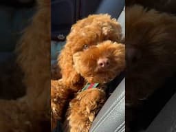 My puppy Mylo got his first haircut! #puppy #dog