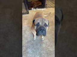 Wait for eye contact. Calmness resides within patience. #dogbootcamp #youtube #dogtrainer
