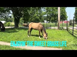 AMIRA, rescued Arabian, keeps progressing well!