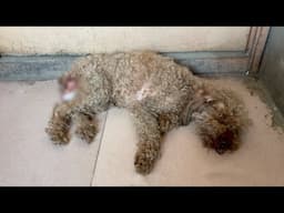 Exhausted by a large tumor and hungry, the poor dog was left in a trash can in a dying state