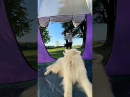 Yay to camping this summer 🏕️😍 #camping #couple #travel #tent #dog #samoyed