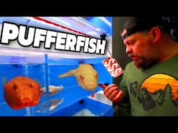 "WARNING: You’ll WANT a PUFFERFISH After Watching This 🐡"