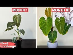 I grew this plant as FAST AS POSSIBLE