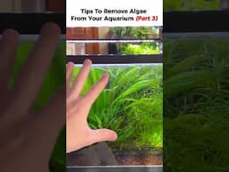 How to Reduce Algae in Aquarium