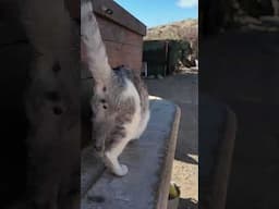 So many NEW rescue's at Tenerife Horse Rescue #animalrescue