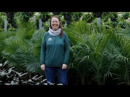PETITTI | Casa Verde Greenhouse Production Tour Late Winter 2025