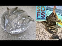 San Diego GRUNION RUN | Solo Skiff Fishing La Jolla & The Big Bay | Spring 2025 SDFS