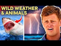 Extreme Weather And Scary Wildlife On Bondi Rescue