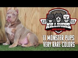 EXTREME AMERICAN BULLY PUPPIES FOR SALE FROM THE WORLD FAMOUS KILLINOIS KENNELS !!!!!