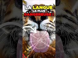 Cette langue peut te déchirer la peau  ! 🦁