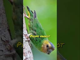 World’s SMALLEST Parrot—You Won’t Believe Its Size! 😱🦜 | #parrot #information #shaikhtanveer