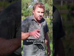 Alligator Health Check After Brutal Fight 🐊 | Untamed