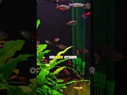 Fish Losing Color Due to Illness 🐠