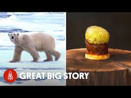 How This Arctic Restaurant Served Polar Bear Meat…