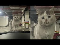 My Cats Are On a Mission… to Destroy Everything 😂 Funny Cats Videos 2025 🐱
