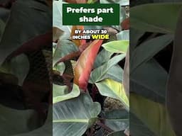 Transform Your Space with Red Congo Philodendron: Pro Tips! #garden #ihavethisthingwithplants