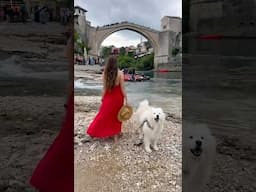 Transition to Bosnia 🇧🇦😍 #travel #bosnia #mostar #transition #samoyed #dog