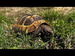 Outside With My Tortoise & Chickens