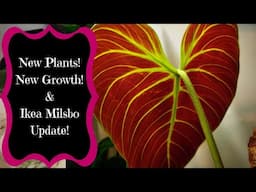 New Houseplant - Milsbo Update - Giant Philodendron Gloriosum Pre-Propagation - Houseplant Updates!!