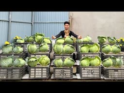 How to Grow Cabbage Successfully the First Time? Here's the Secret!