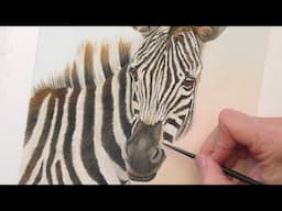 Zebra in Watercolor, Step-by-Step