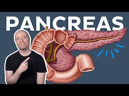 Anatomy of the pancreas | Kenhub