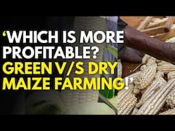 Green vs. Dry Maize Farming in Kenya: Which is More Profitable in 2025?