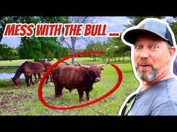 HIGHLAND Cattle Danger! Don't Mess with the Bull!