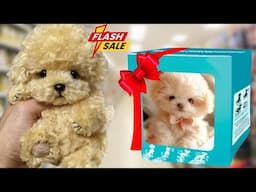 Are These AI Robot Dogs Scams