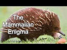 Echidna - The Spiky Enigmas