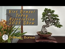 Viet Bonsai Today Association 2025 Show - Bonsai Exhibition - Baikoen Bonsai Club