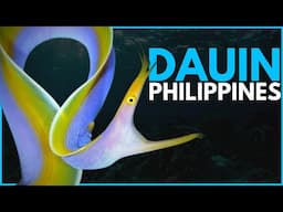 The best diving in Philippines