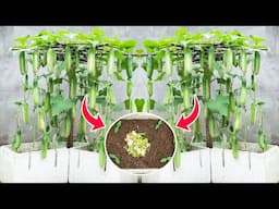 Balcony Garden 12m² | Growing Cucumbers on the Balcony with Super Fruits | Everyone Loves!