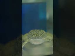 Lab life behind the lens ep2 #AnimalResearch #AnimalTesting #LabLife  #Science #Xenopus