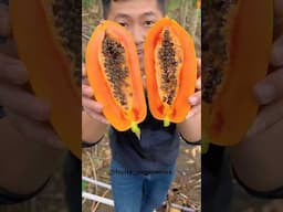 Happy Exotic Fruits Yummy Yummy 🍎🍊🍉🍓 #shorts #nature #fruit