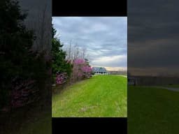 Another food source is blooming and it’s STUNNING! #foraging #homestead #country #redbud