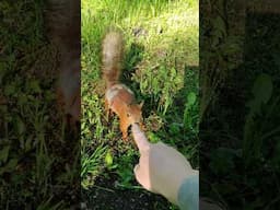 Кенгуру ищет закладку и нападает на человека. Природа Австралии #кенгуру #белка #австралия