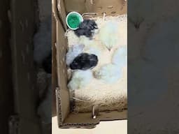 Shipping Chicks | Nichols County