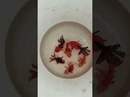 Oranda Goldfish For Pond