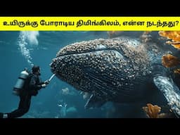 தாயை காப்பாற்ற மனிதனிடம் உதவி கேட்ட திமிங்கிலம்  | Whale Rescue From Barnacles | TAMIL AMAZING FACTS