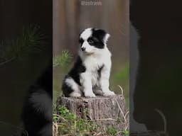 Creepy Dave: Border Collies
