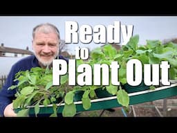 Planting Out