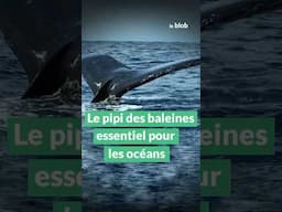 Le pipi des baleines essentiel pour les océans ! | #shorts  #science